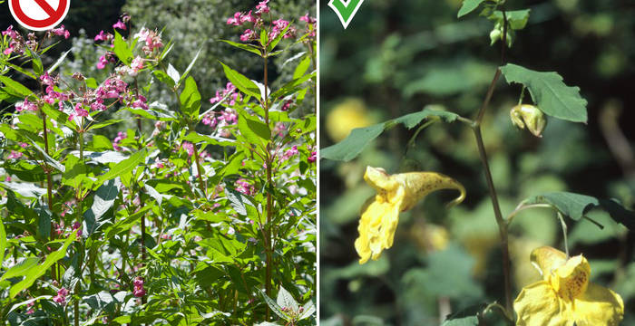 Links: das gebietsfremde Drüsige Springkraut // Rechts: das einheimische Grosse Springkraut