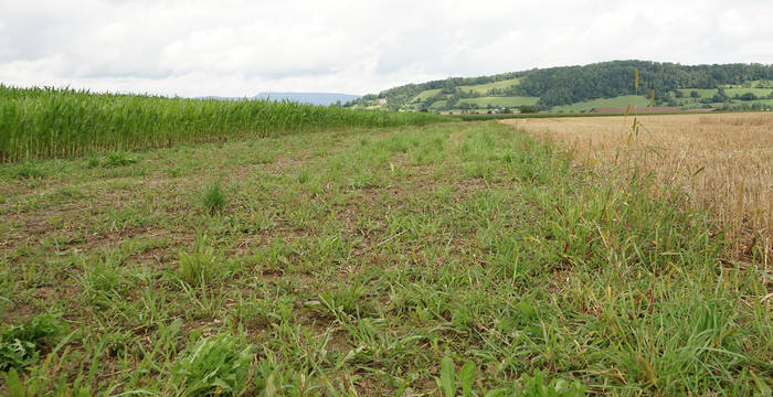 Buntbrache in Birr © Angela Peter
