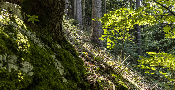 Les forêts riches en structures avec des parties pierreuses conviennent au lérot. (© Severin Nowacki) 