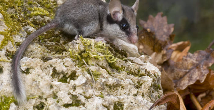 Mascherina nera, coda che termina con un ciuffo bianco e nero, orecchie grandi: il quercino è inconfondibile.