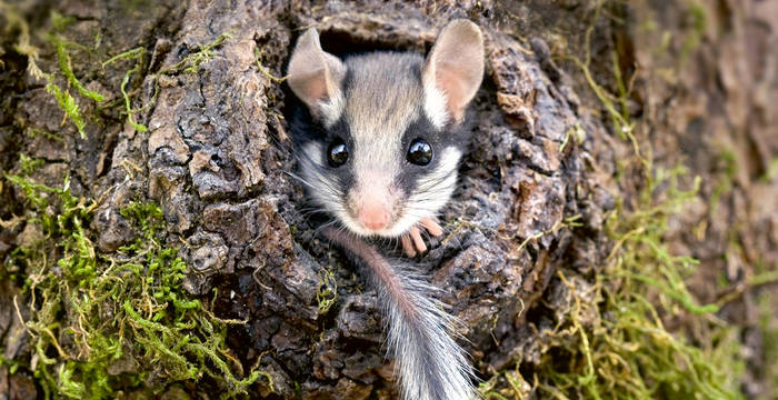Masque noir, queue qui se termine par un balai de poils, grandes oreilles: le lérot est reconnaissable entre mille. (© Biosphoto / Frédéric Desmette)