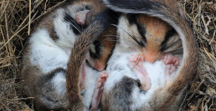 Pendant l’hibernation, les lérots perdent près de la moitié de leur poids.