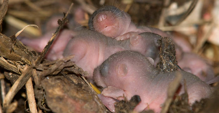 Dans quelques semaines déjà, les petits lérots nouveau-nés  partiront à la découverte de leur environnement (© Biosphoto / P. M. Guinchard)
