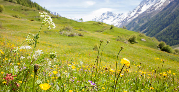 Headerbild Legate Pro Natura, Blumenwiese im Lötschental © Matthias Sorg
