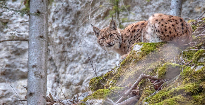 Luchs