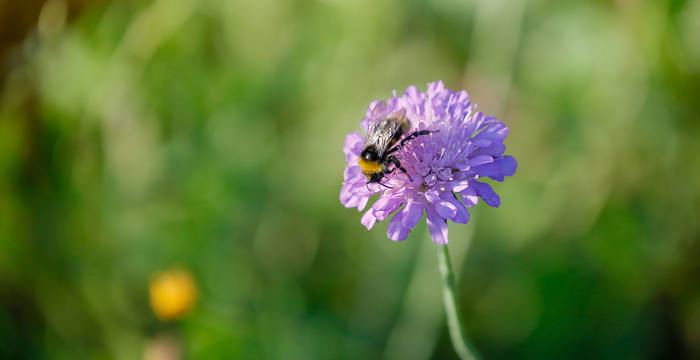 Abeille sur Knautie des champs