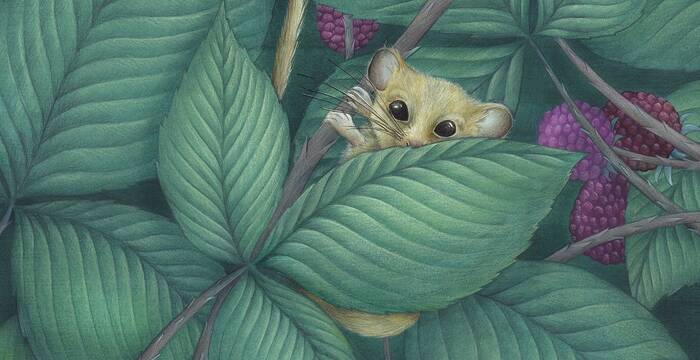 Haselmaus