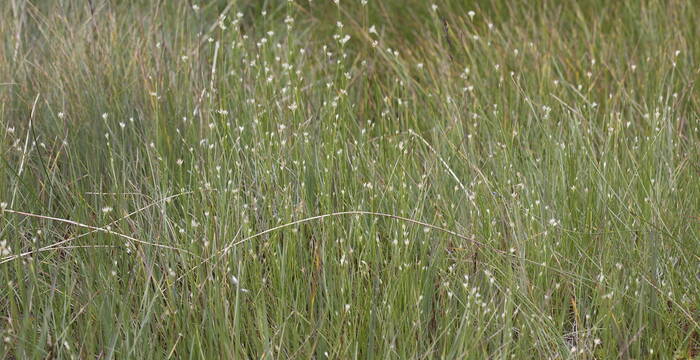 Rhynchospora alba