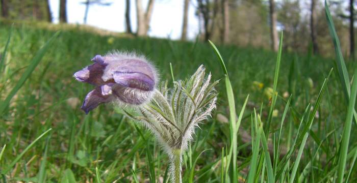 Küchenschelle (Pulsatilla vulgaris)