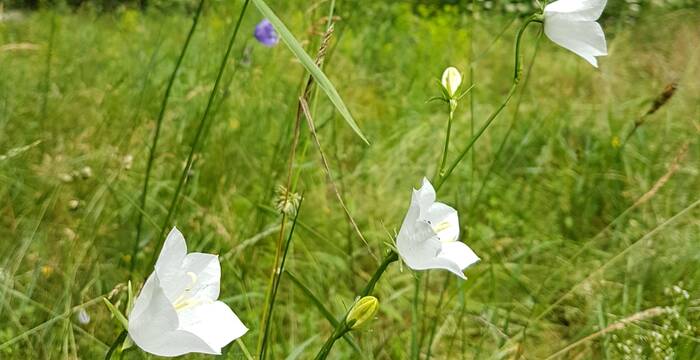 Pfirsichblättrige Glockenblume (Campanula persicifolia)