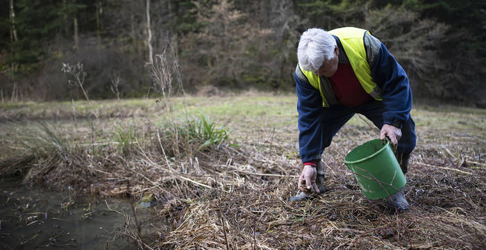 Bénévoles recherchés pendant la migration des amphibiens à Bubendorf