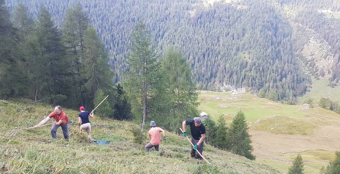 Avers GR: Pilotprojekt zur Reaktivierung von aufgegebenen ehemaligen Wildheuflächen und zur Förderung der Biodiversität. Foto: Renata Fulcri/SUS