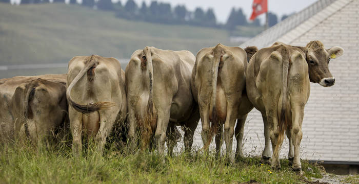 Kühe am Gantrisch
