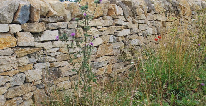 Probstenberg SO: Wiederaufbau einer freistehenden, historischen und uralten Trockenmauer auf der Kantonsgrenze zwischen Solothurn und Bern. Foto: SUS 