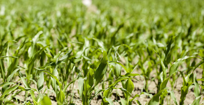 Champ de maïs avec terre sèche