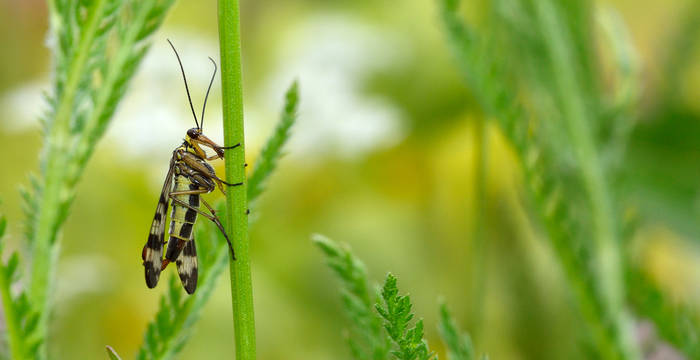 Panorpidae dans une prairie fleurie