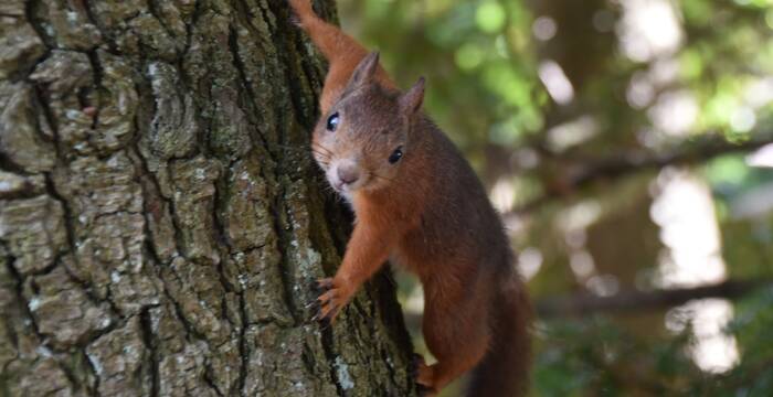 Eichhörnchen