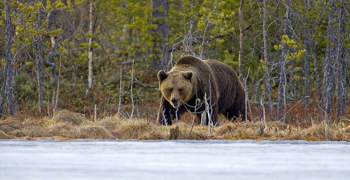 En 2005 - 100 ans après l'extermination de l'ours en Suisse - il est revenu. Depuis lors, quelques ours visitent la Suisse presque chaque année.