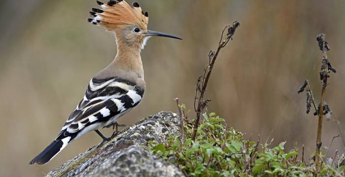 Une espèce menacée : la huppe fasciée (Upupa Epops) dans son habitat naturel.