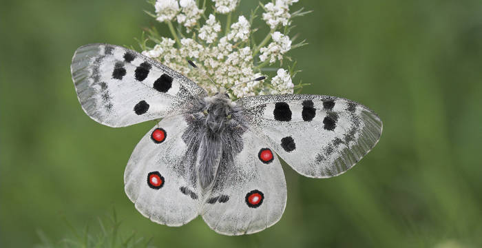 Una specie potenzialmente a rischio: la farfalla febo (Parnassius Apollo) nel suo habitat naturale. © Biosphoto, Klaas Van Haeringen