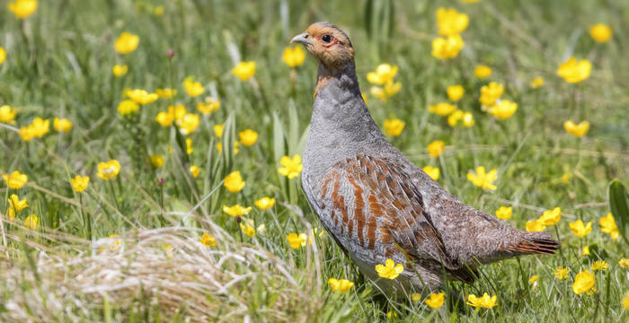 Non la vedremo mai più: la starna è già estinto in Svizzera. © Biosphoto, Saverio Gatto