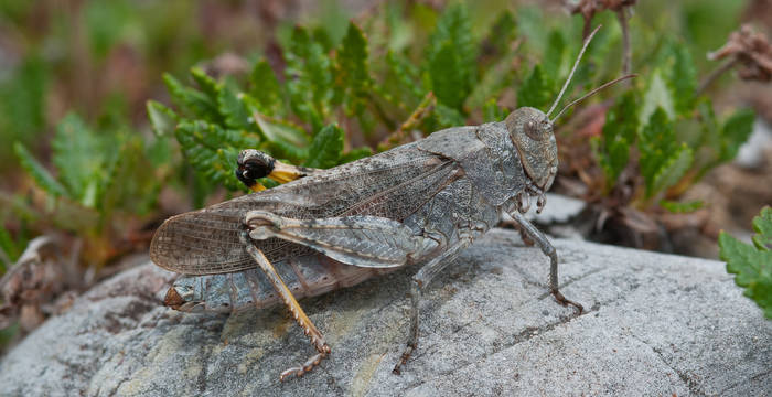 Sie sehen wir nie wieder: die gefleckte Schnarrschrecke ist in der Schweiz bereits ausgestorben.