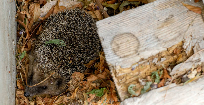 Eine potenziell bedrohte Art: Der Igel (Erinaceus spec.) in seinem natürlichen Lebensraum.