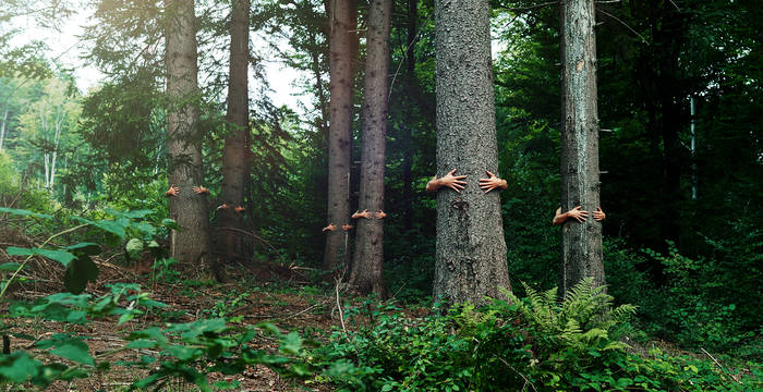 Abbracciare gli alberi © iStock/stock_colors