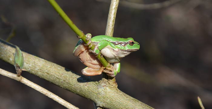 Una specie a rischio: la raganella comune (Hyla spec.) nel suo habitat naturale. © Thomas Flory