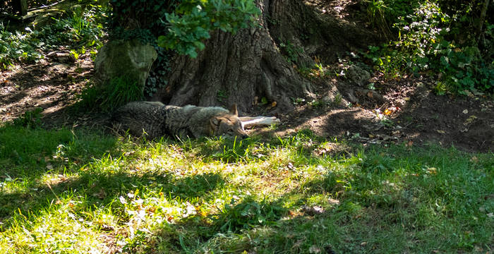 Wolf © Matthias Sorg