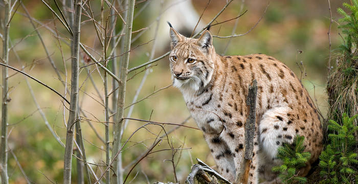 Luchs sitzend