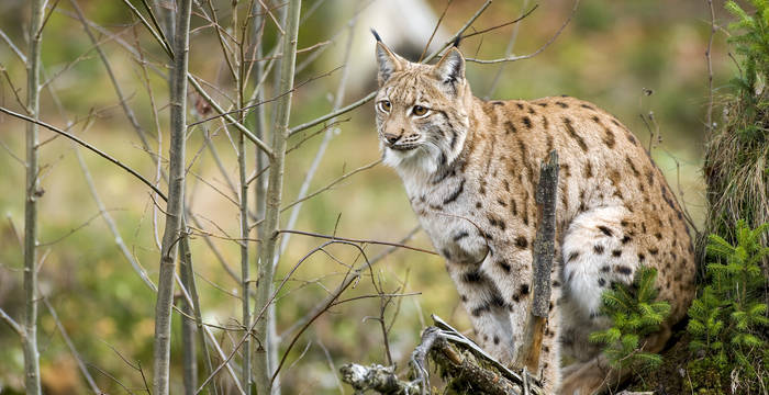 Depuis les années 1980, ils parcourent à nouveau le Jura et les Alpes à pattes silencieuses.