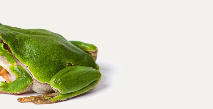 Raganella comune: se non facciamo nulla, non la vedremo mai più. © Pro Natura