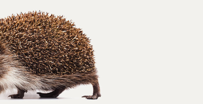 Riccio comune: se non facciamo nulla, non lo vedremo mai più. © Pro Natura