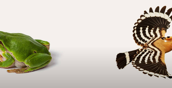 Il riccio, la farfalla apollo, la raganella e l’upupa sono i nostri animali ambasciatori della biodiversità in Svizzera. © Pro Natura