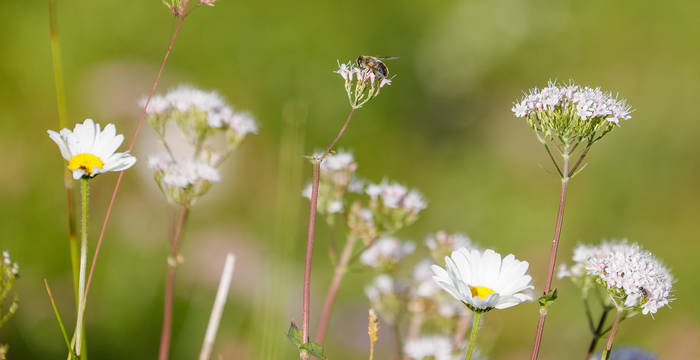 Schwebfliege © Matthias Sorg