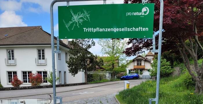 Fenster zum Thema Trittpflanzengesellschaft