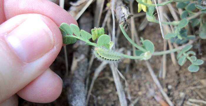 Z. fausta, Raupe an Scheidiger Kronwicke 