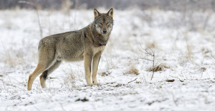 Wolf im Schnee