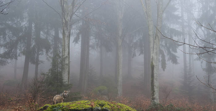 Wolf im Wald