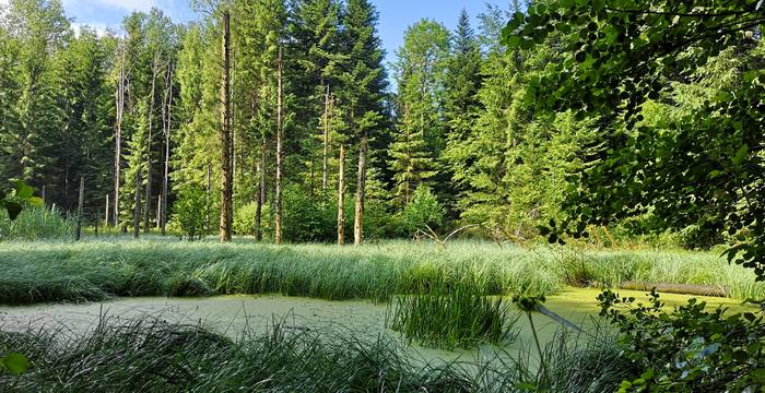 Wald vor Weiher