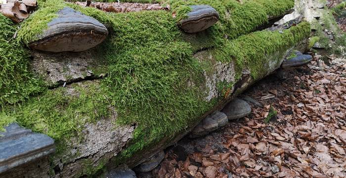 Umgestürzter Baum