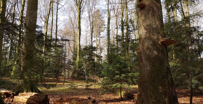  Wald cr: Parc du Jorat