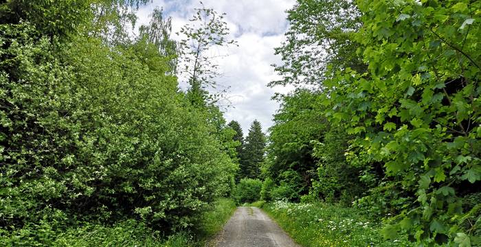 Waldweg