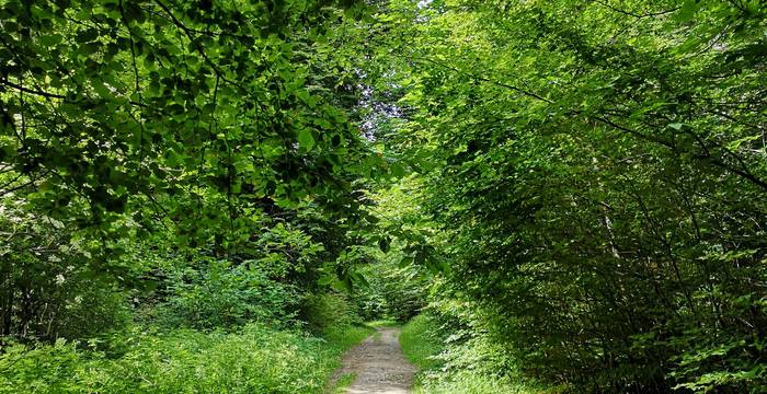 Waldweg cr: Parc du Jorat