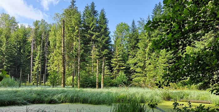Wald vor Teich, cr: Parc du Jorat