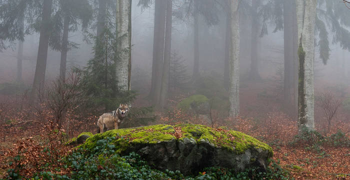 Loup en lisière de forêt © Biosphoto Sergio Pitamitz