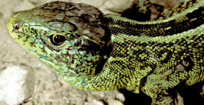 Lézard des souches