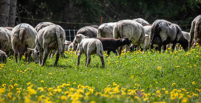 Die Schafe sind hinter dem Elektrozaun sicher.  © Fabienne Maier