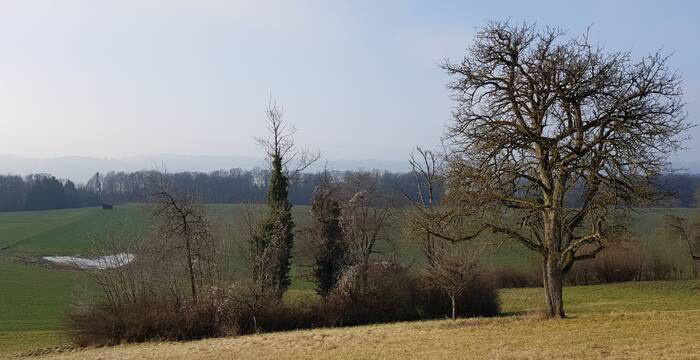 Strukturreiche Landschaft in Berikon